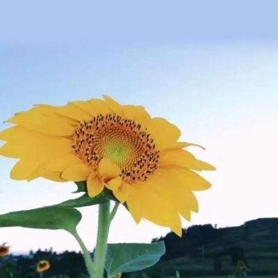 鬼畜家族手游下载