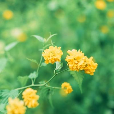 果盘摸金校尉之伏魔殿手游下载